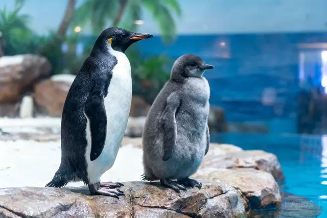 22 filhotes de pinguim-imperador formam turma recorde em Hengqin