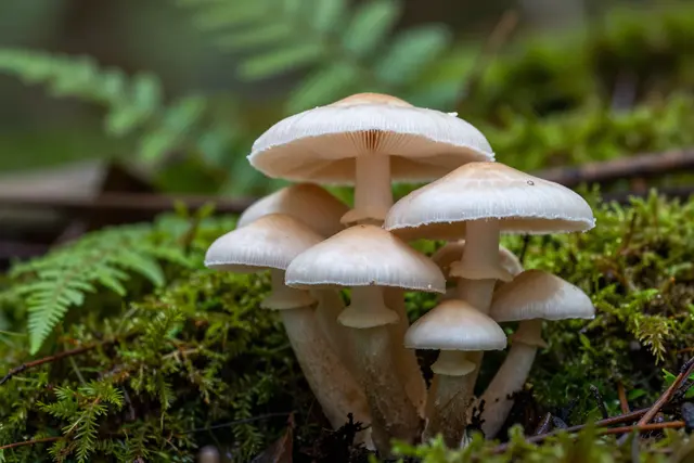 Alerta em Hengqin: cogumelos tóxicos surgem na primavera e podem ser fatais