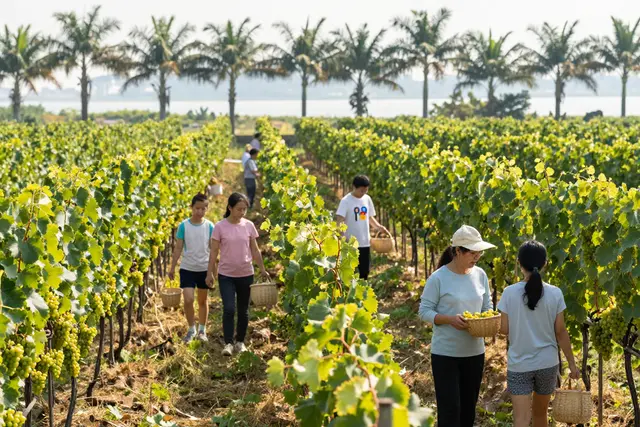 Colheita de uvas em Zhuhai atrai famílias no feriado de maio