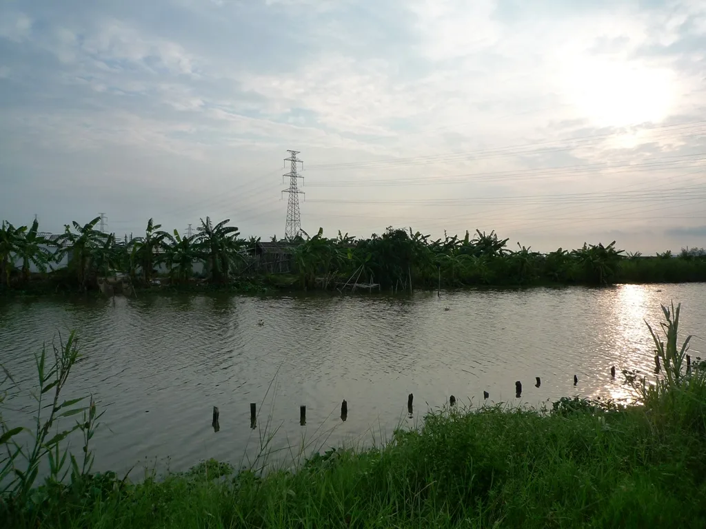 夕阳下的香蕉林
