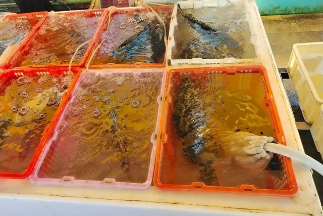 ​珠海桂山岛的海鲜市场贩卖的各种海鱼