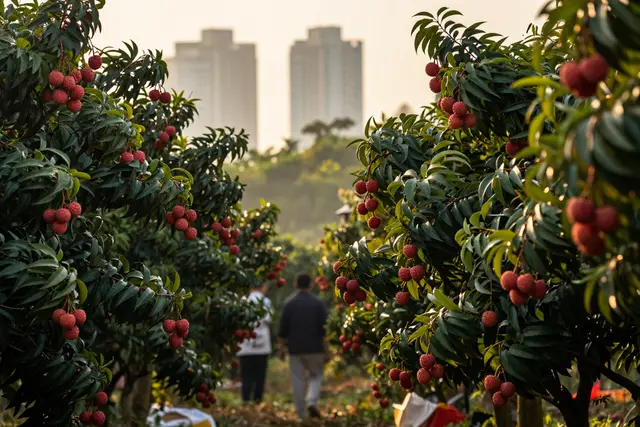 Festival de lichis de Zhuhai é transmitido ao vivo para o mundo
