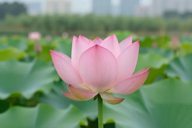 Flor rara de dois gomos enfeita jardim em Hengqin antes do festival