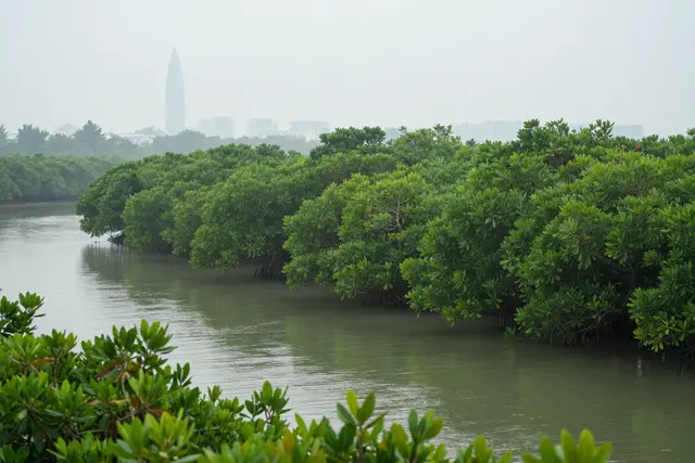 Guia: 4ª Semana da Natureza em Hengqin abre com passeios por manguezais