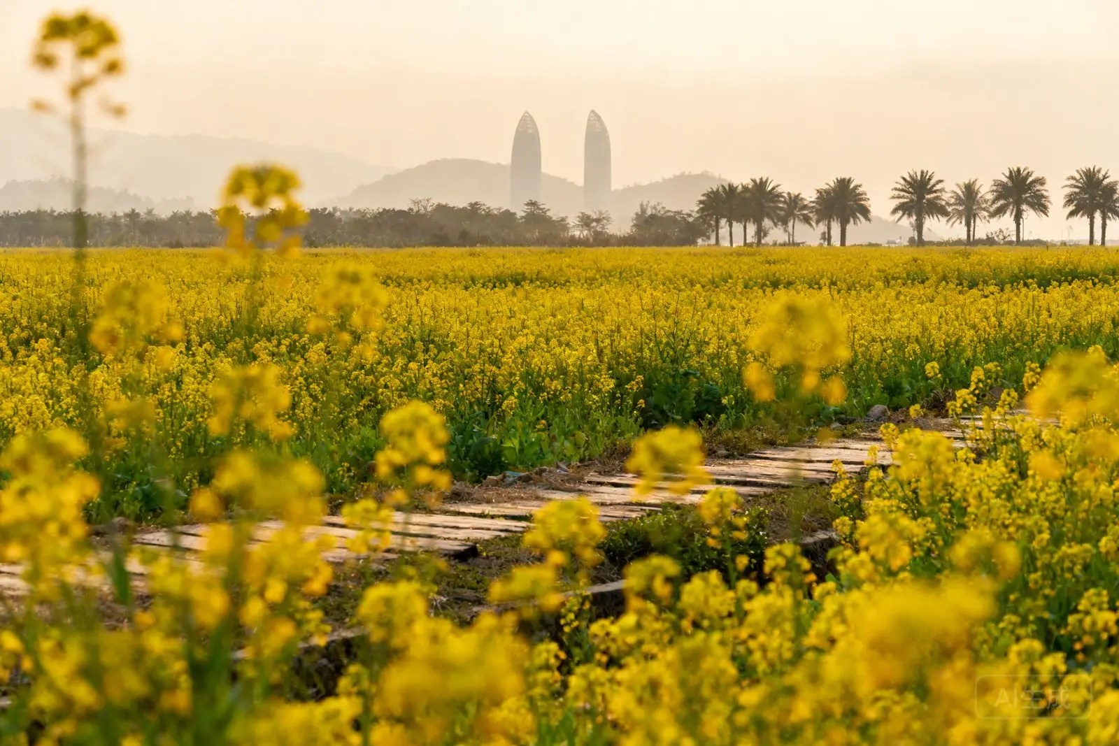Mar de flores em Doumen abre espaço para férias curtas no Ano Novo Chinês