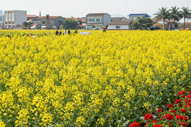 Seis hectares de flores abrem para o público no feriado de Ano Novo Chinês