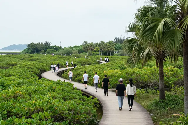 Semana da Floresta em Zhuhai oferece trilhas e oficinas em ilha de manguezais