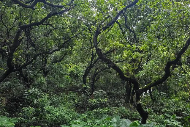 Vila de Tangjiawan (唐家湾镇)