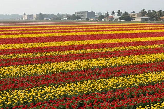 Zhuhai abre festival de flores com 160 mil m² de paisagens para o Ano Novo