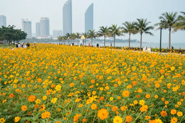 Zhuhai em flor: onde ver as cores da primavera na cidade